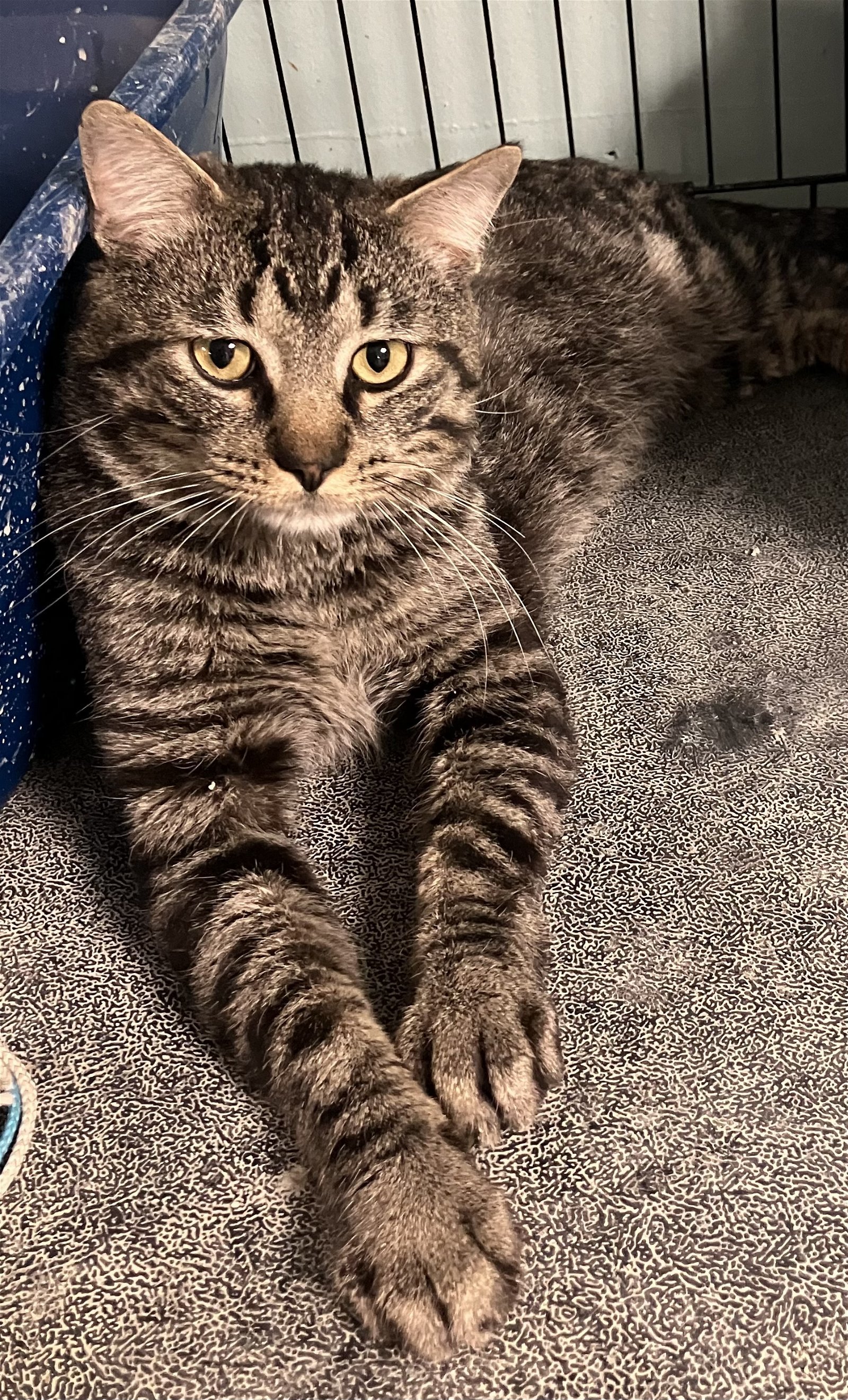 Casey - Large Male Tabby in Foster Care, an adoptable Domestic Short Hair in Mitchell, SD, 57301 | Photo Image 1