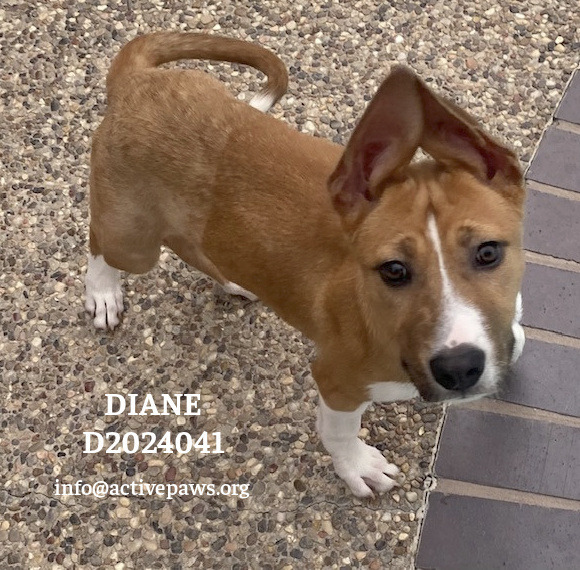 Diane, an adoptable Basenji, Mixed Breed in CONROE, TX, 77302 | Photo Image 1