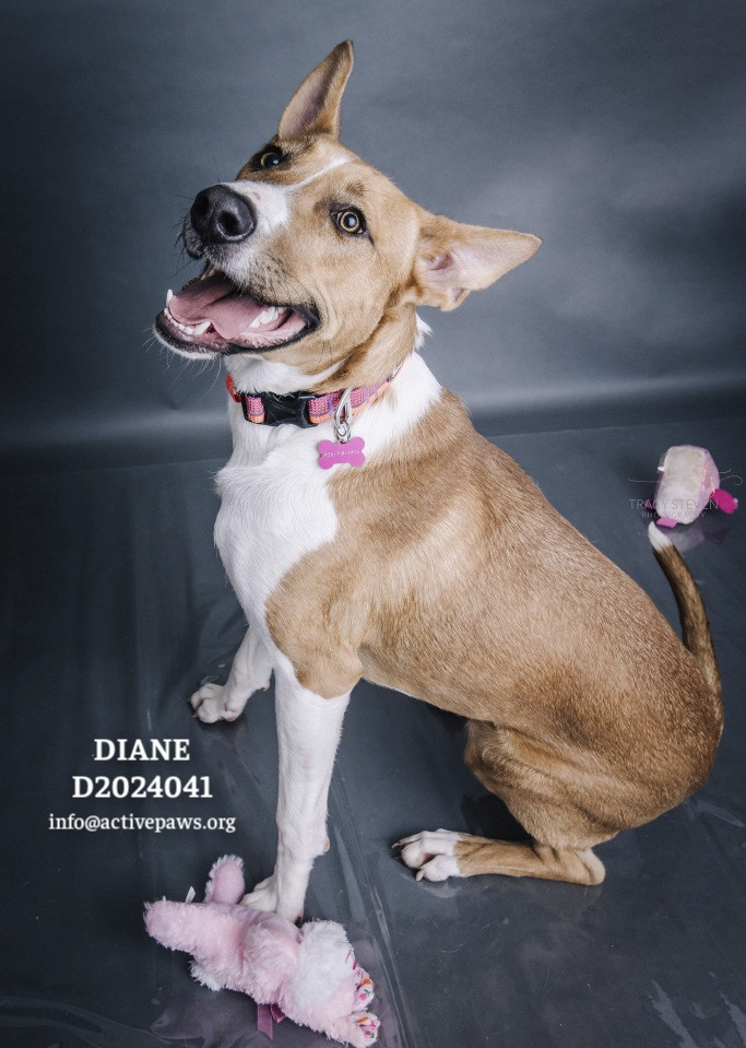 Diane, an adoptable Basenji, Mixed Breed in CONROE, TX, 77302 | Photo Image 1