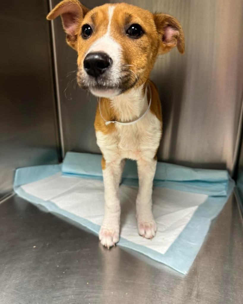 Diane, an adoptable Basenji, Mixed Breed in CONROE, TX, 77302 | Photo Image 2