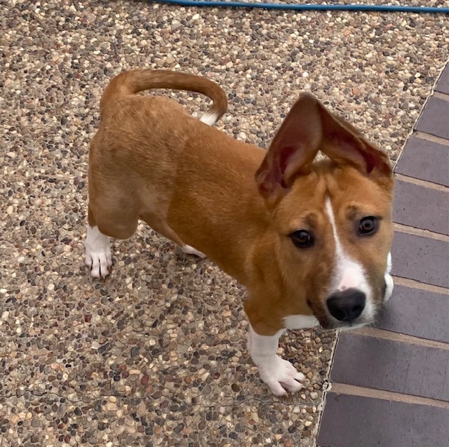 Diane, an adoptable Basenji, Mixed Breed in CONROE, TX, 77302 | Photo Image 2