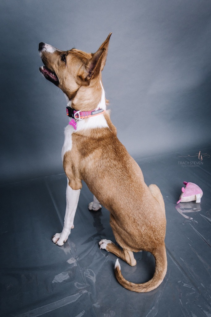 Diane, an adoptable Basenji, Mixed Breed in CONROE, TX, 77302 | Photo Image 5