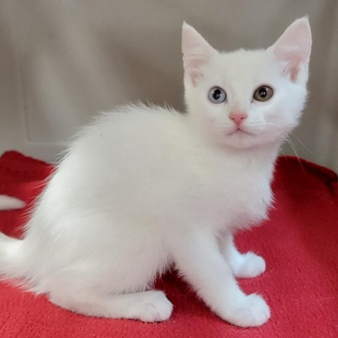 Kelsea, an adoptable Domestic Short Hair in Coos Bay, OR, 97420 | Photo Image 1