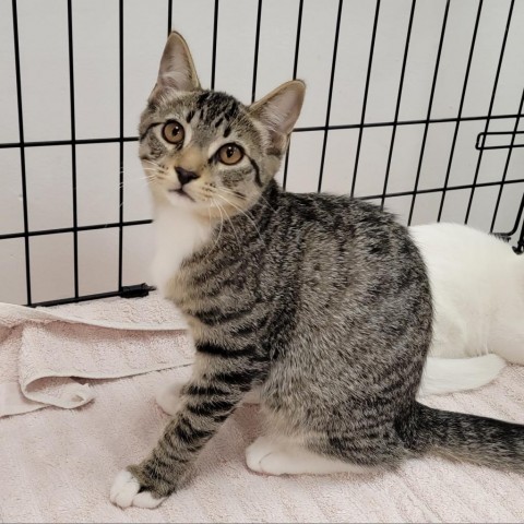 Kairo, an adoptable Domestic Short Hair in Coos Bay, OR, 97420 | Photo Image 1