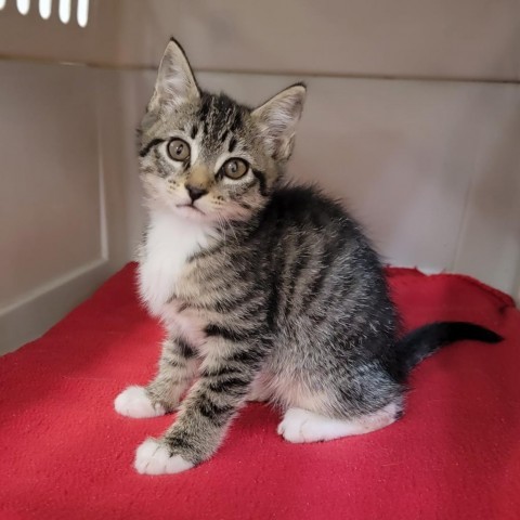 Kairo, an adoptable Domestic Short Hair in Coos Bay, OR, 97420 | Photo Image 3