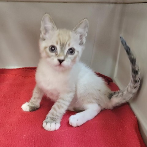 Kenji, an adoptable Siamese, Domestic Short Hair in Coos Bay, OR, 97420 | Photo Image 1