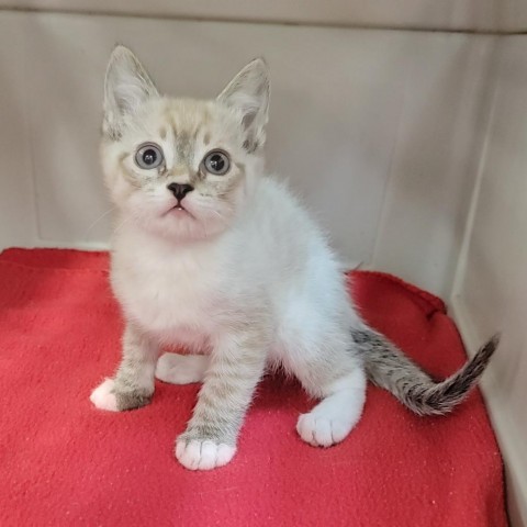 Kenji, an adoptable Siamese, Domestic Short Hair in Coos Bay, OR, 97420 | Photo Image 2