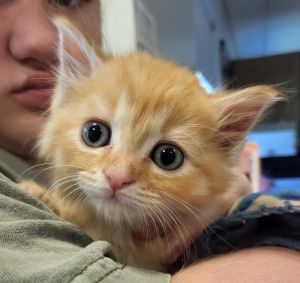 Meet Schmookums the sweetest little ginger and white kitten youll ever meet This adorable boy pur