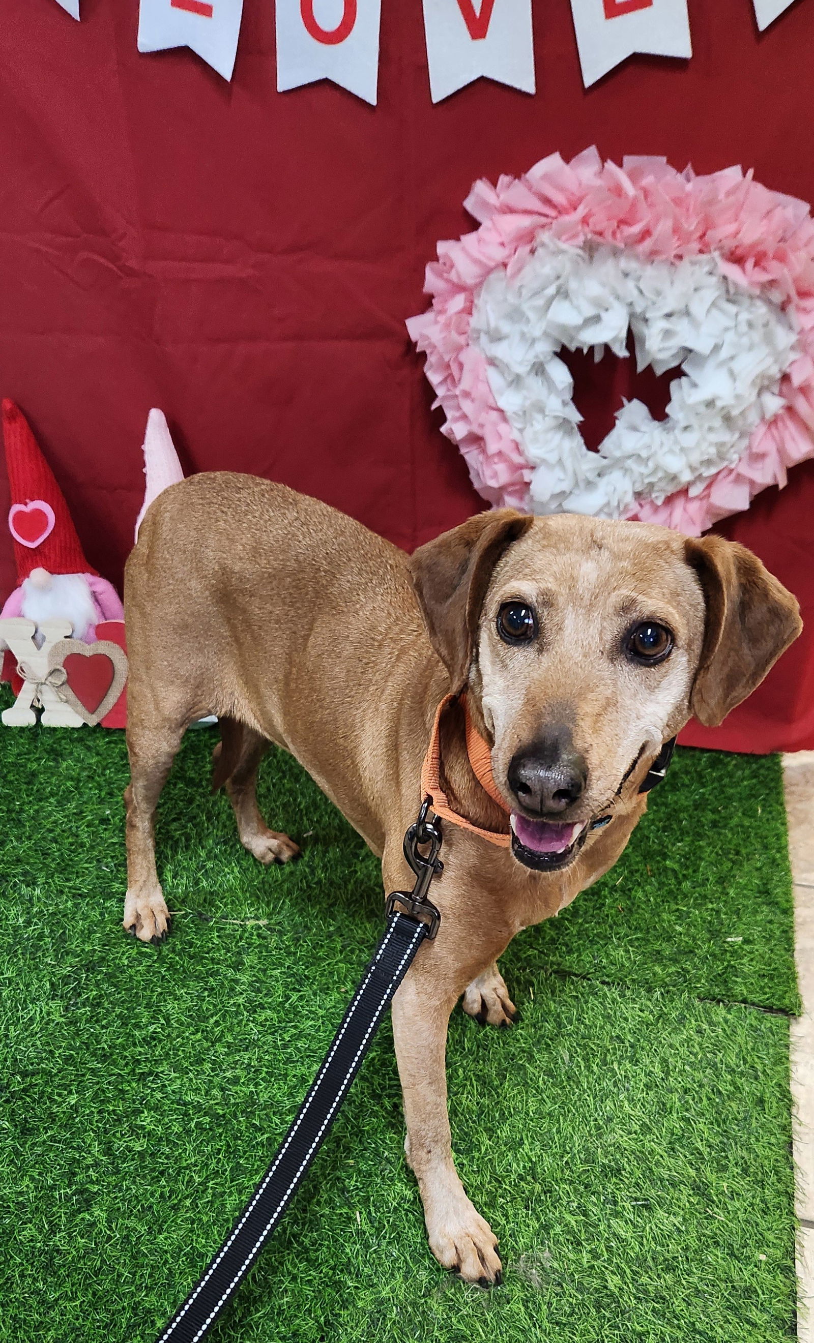 Ruby, an adoptable Plott Hound, Coonhound in Clinton, OK, 73601 | Photo Image 1