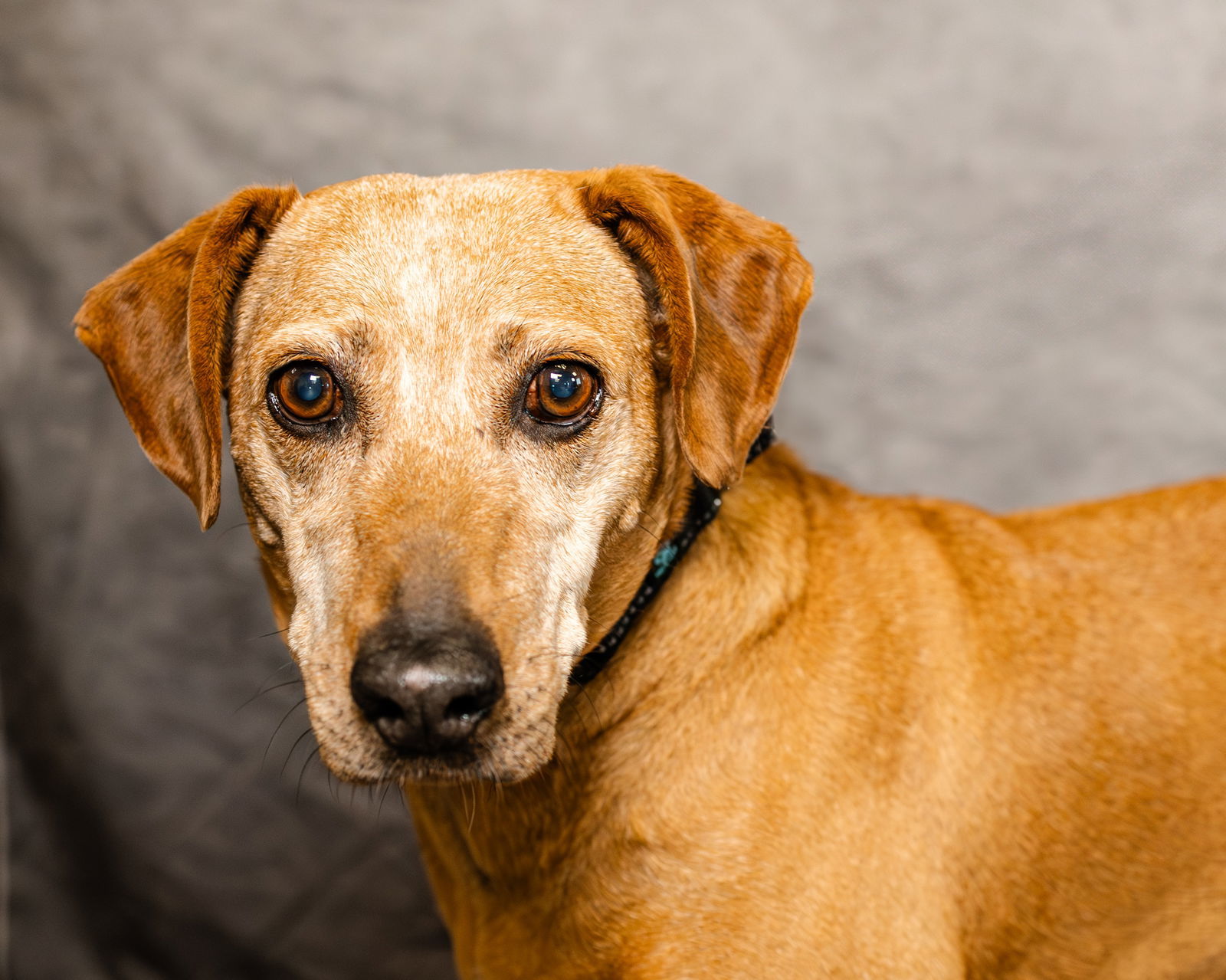 Ruby, an adoptable Plott Hound, Coonhound in Clinton, OK, 73601 | Photo Image 1