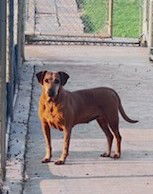 Ruby, an adoptable Plott Hound, Coonhound in Clinton, OK, 73601 | Photo Image 3