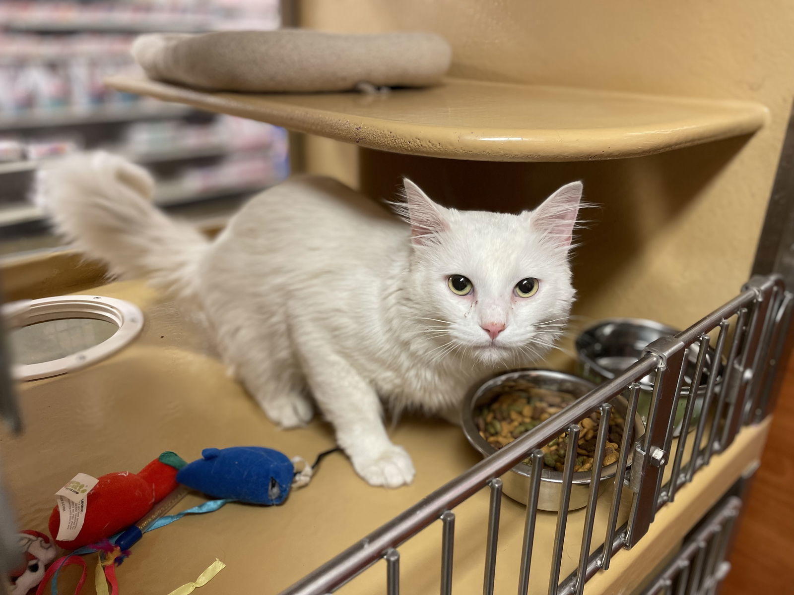 Summer, an adoptable Domestic Medium Hair in Oxford, MS, 38655 | Photo Image 1