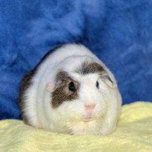 Marshmellow Guinea Pig Small & Furry