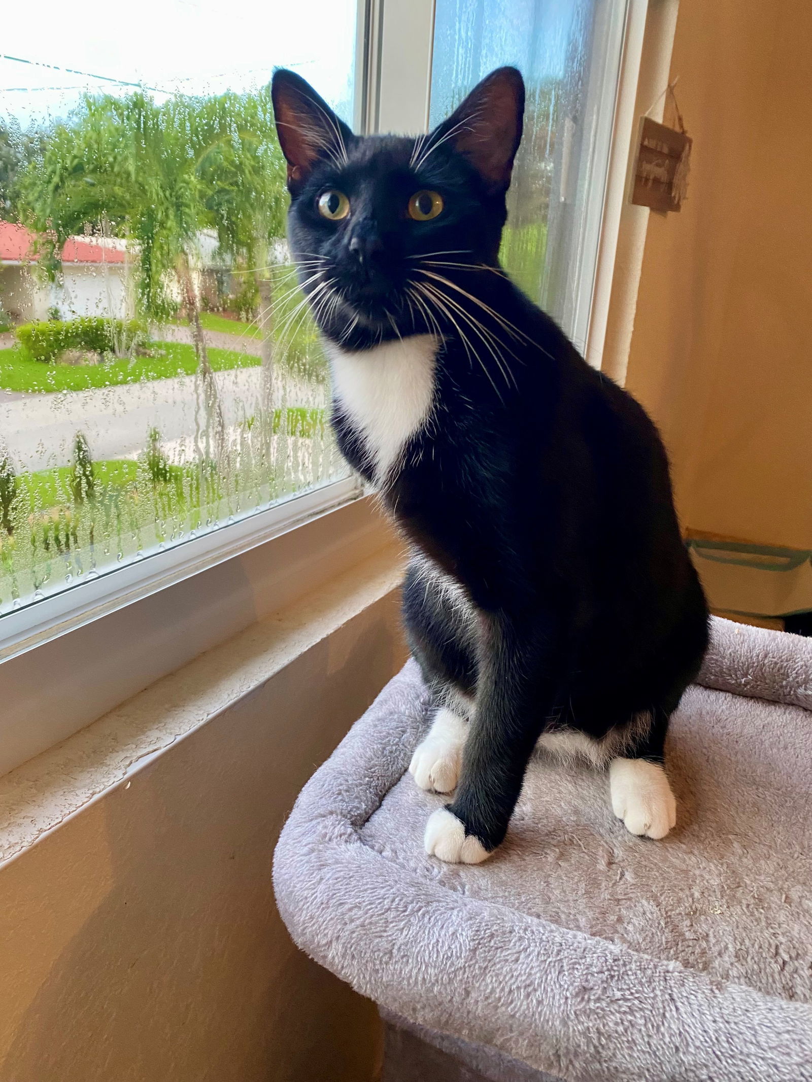 HOPPER three-legged cat
