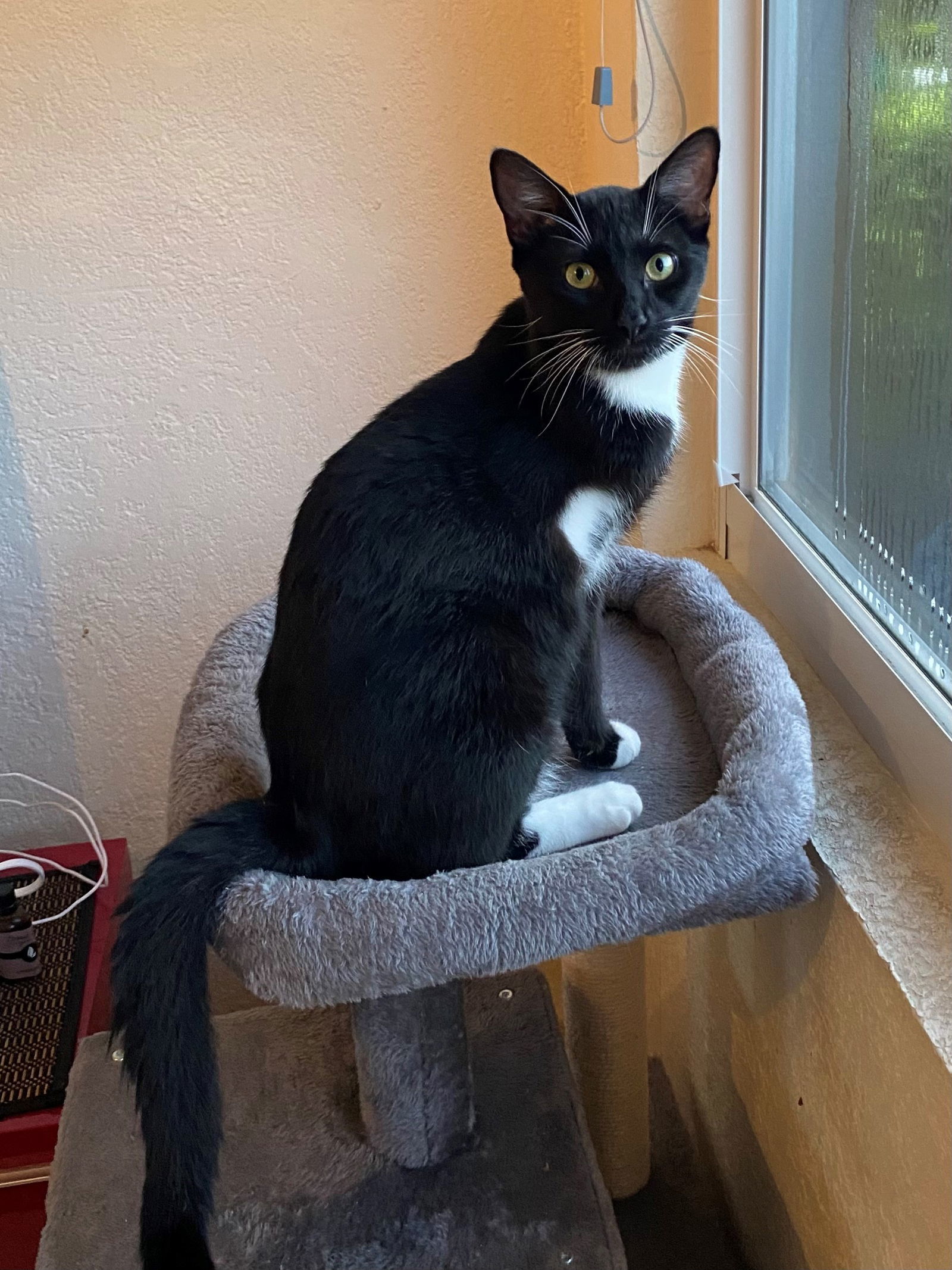 HOPPER three-legged cat
