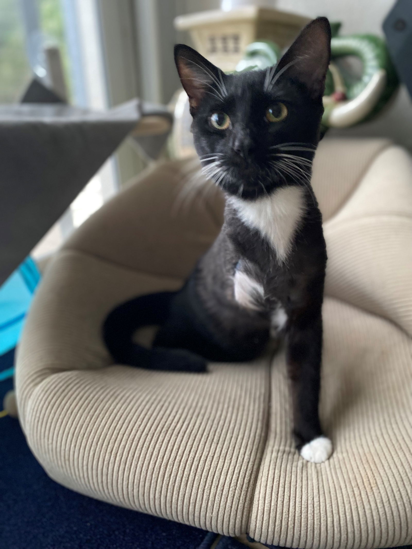 HOPPER three-legged cat