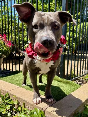 Skye, Adult Female American Staffordshire Terrier
