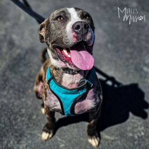Dopey is an adorable and vivacious American Pit Bull Terrier mix with an estimated birthdate of 123