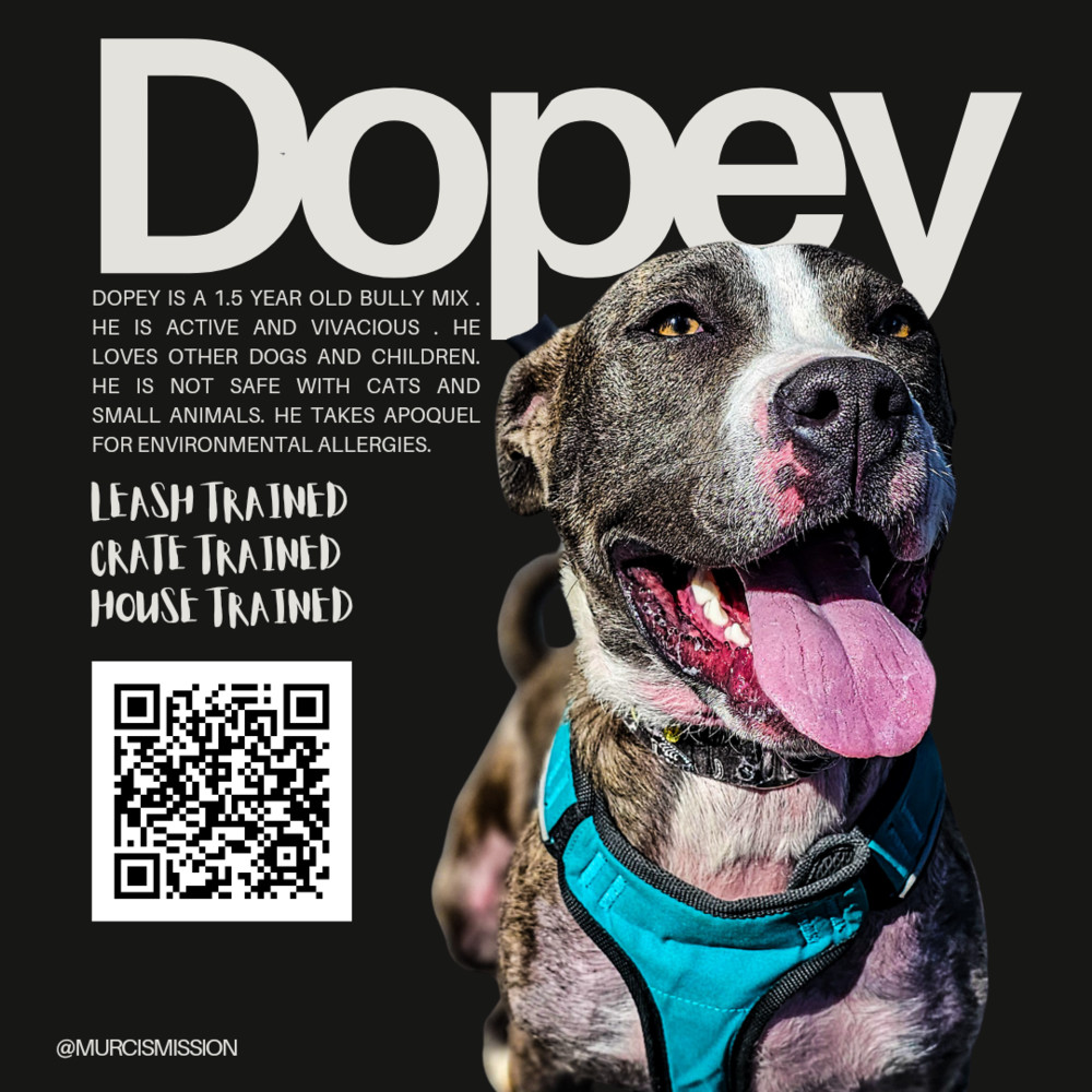 Dopey, an adoptable Pit Bull Terrier in Spokane , WA, 99209 | Photo Image 1