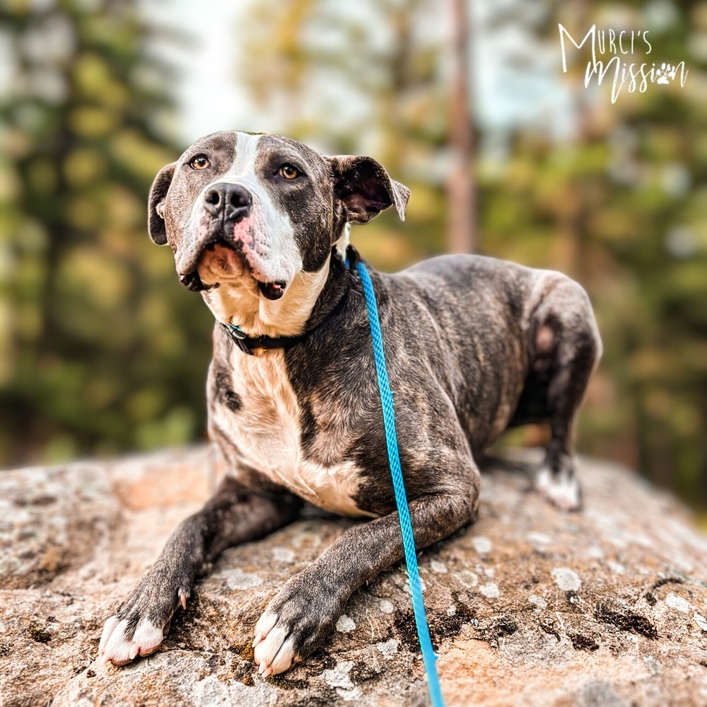 Dopey, an adoptable Pit Bull Terrier in Spokane , WA, 99209 | Photo Image 1