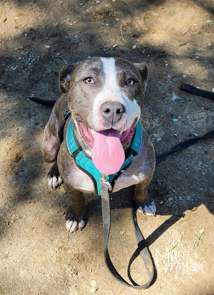 Dopey, an adoptable Pit Bull Terrier in Spokane , WA, 99209 | Photo Image 2