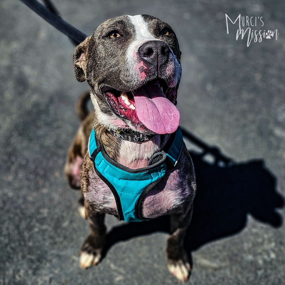 Dopey, an adoptable Pit Bull Terrier in Spokane , WA, 99209 | Photo Image 3