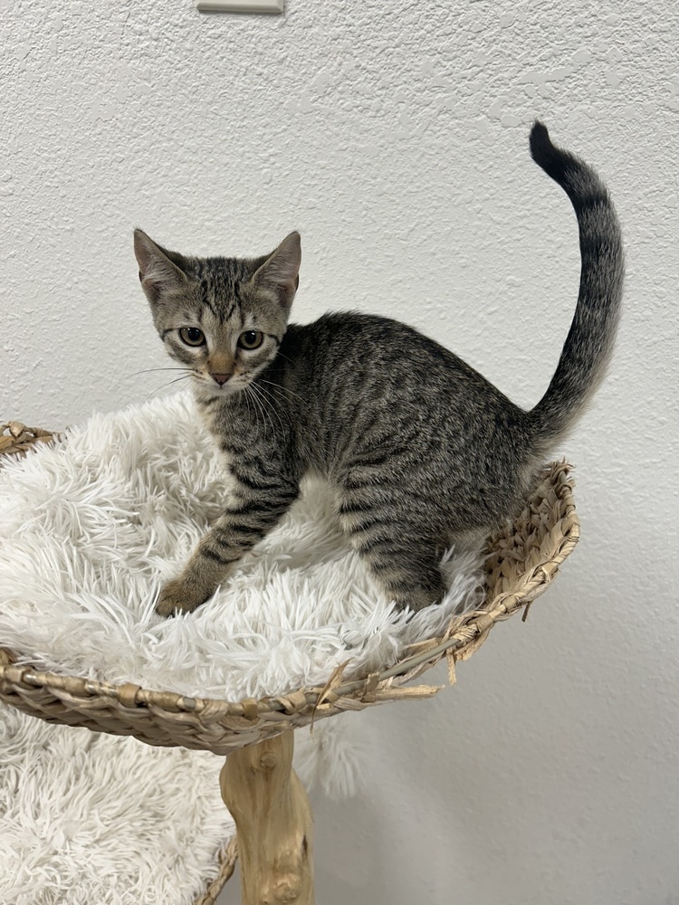 Truffle, an adoptable Domestic Short Hair in Fort collins, CO, 80526 | Photo Image 1