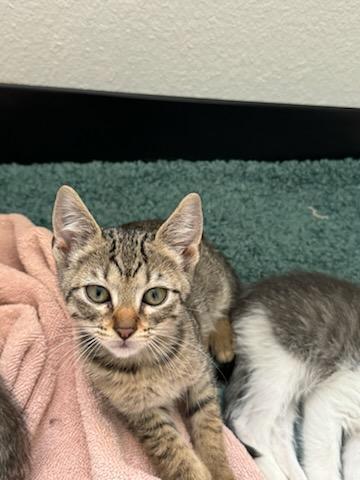 Truffle, an adoptable Domestic Short Hair in Fort collins, CO, 80526 | Photo Image 2