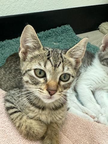 Truffle, an adoptable Domestic Short Hair in Fort collins, CO, 80526 | Photo Image 3