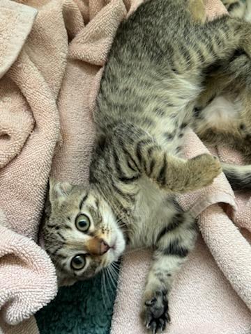 Truffle, an adoptable Domestic Short Hair in Fort collins, CO, 80526 | Photo Image 4