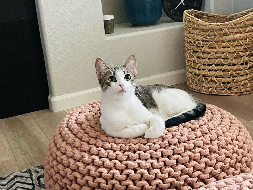 Caramel, an adoptable Domestic Short Hair in Fort collins, CO, 80526 | Photo Image 1