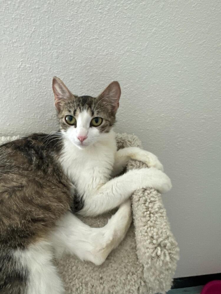 Caramel, an adoptable Domestic Short Hair in Fort collins, CO, 80526 | Photo Image 2