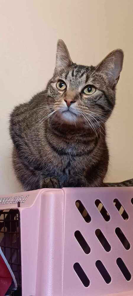 Cat for adoption - AC Mac, a Tabby in Fremont, NE | Petfinder