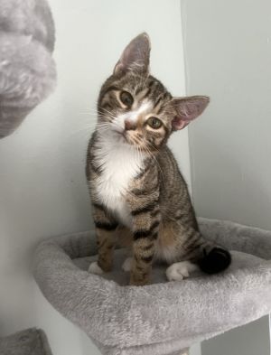 Meet Clover She is the sweetest 5-6 month old kitten you will ever meet She is a little wobbly due