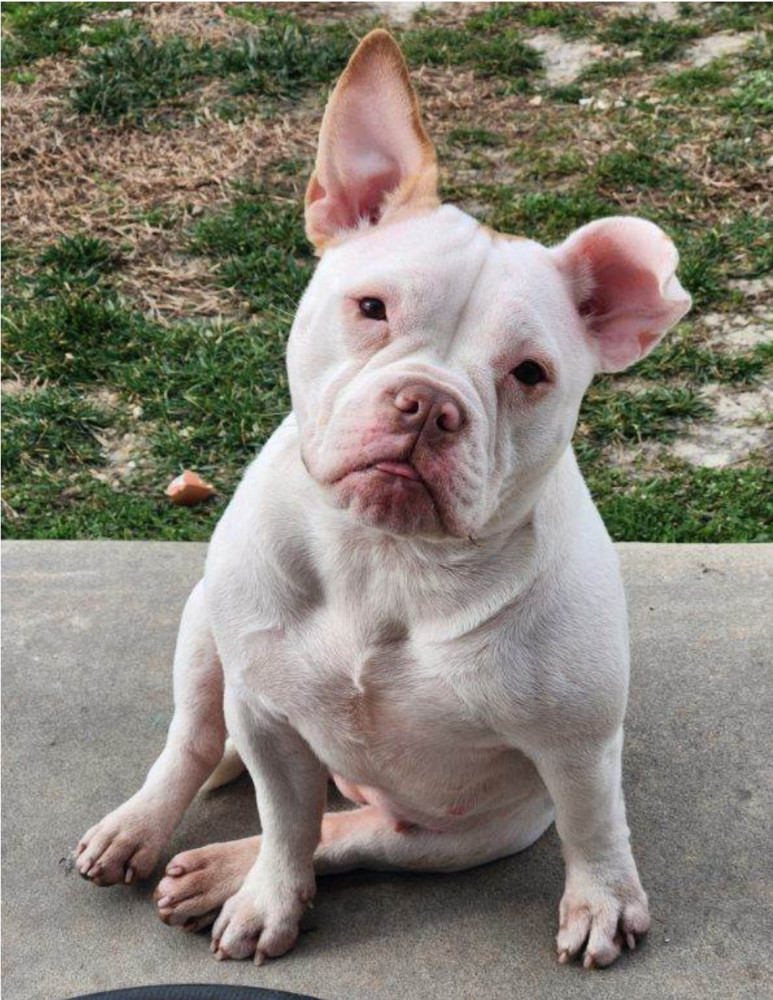 Dog for adoption - Mocha, a French Bulldog & English Bulldog Mix in ...