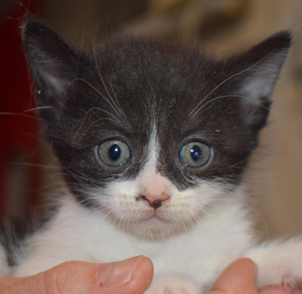 Superman (May16-K4), an adoptable Domestic Short Hair in Pahrump, NV, 89048 | Photo Image 1