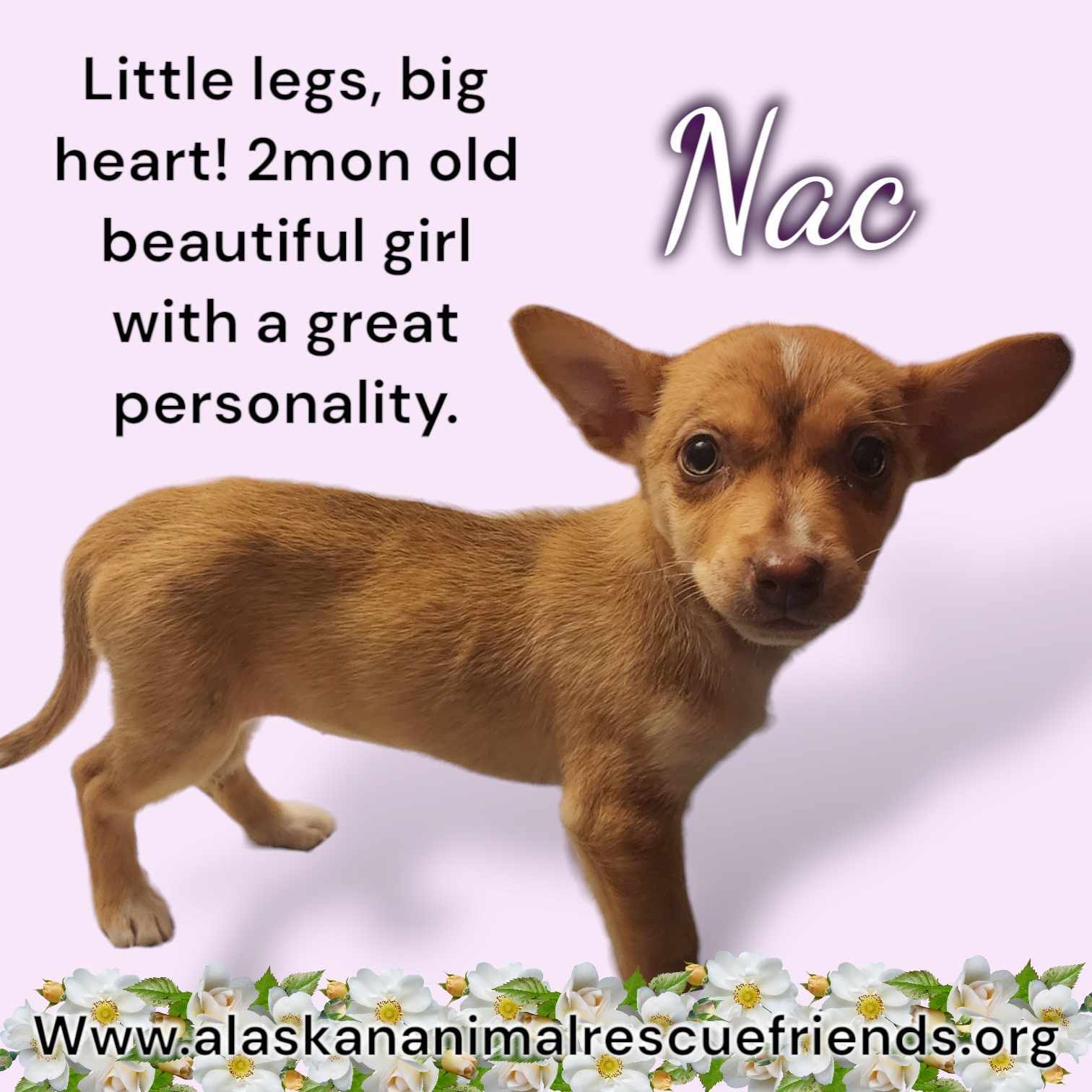 Nac, an adoptable Corgi, Husky in Anchorage, AK, 99503 | Photo Image 1