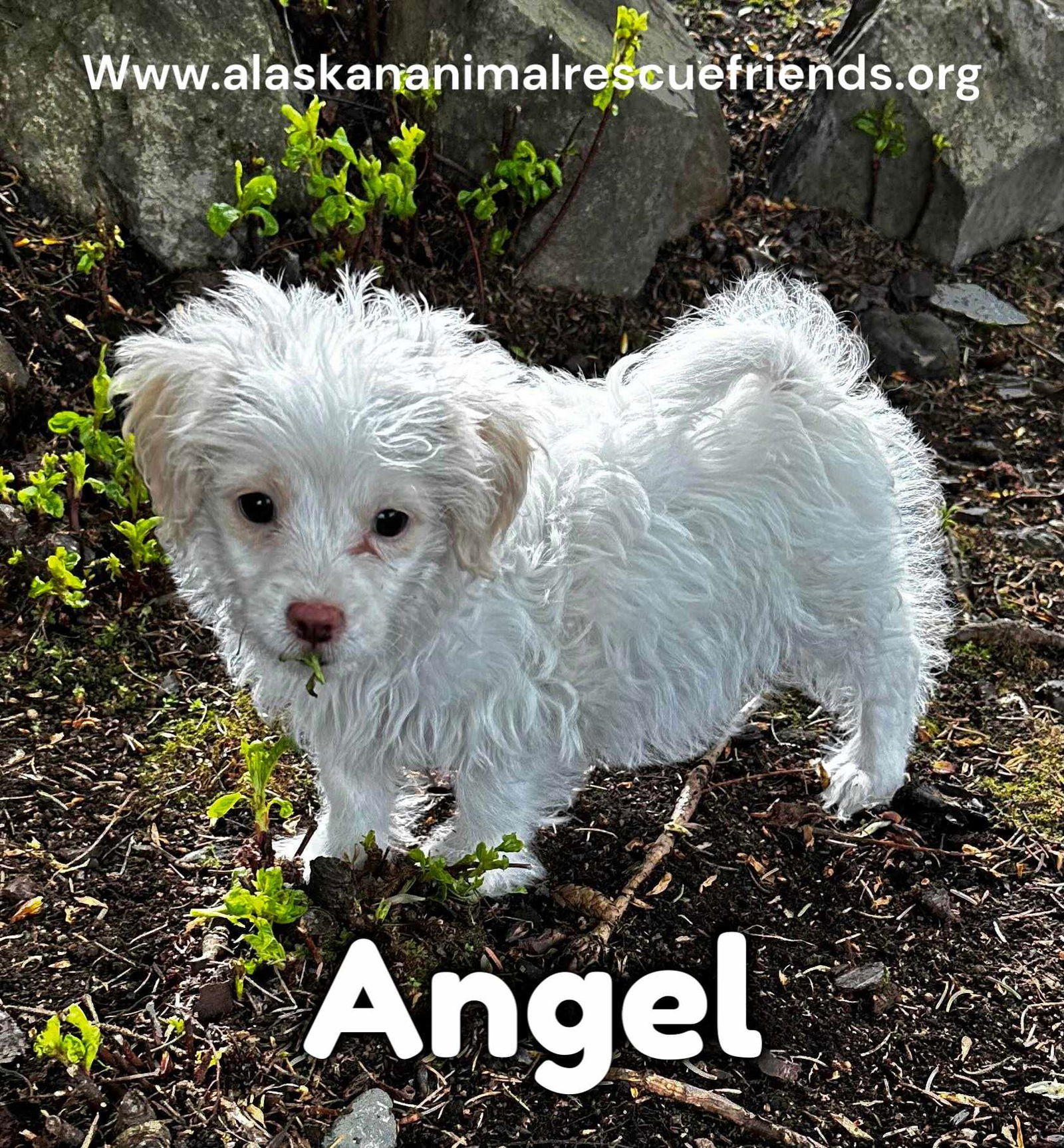 Angel, an adoptable Toy Fox Terrier, Poodle in Anchorage, AK, 99503 | Photo Image 1