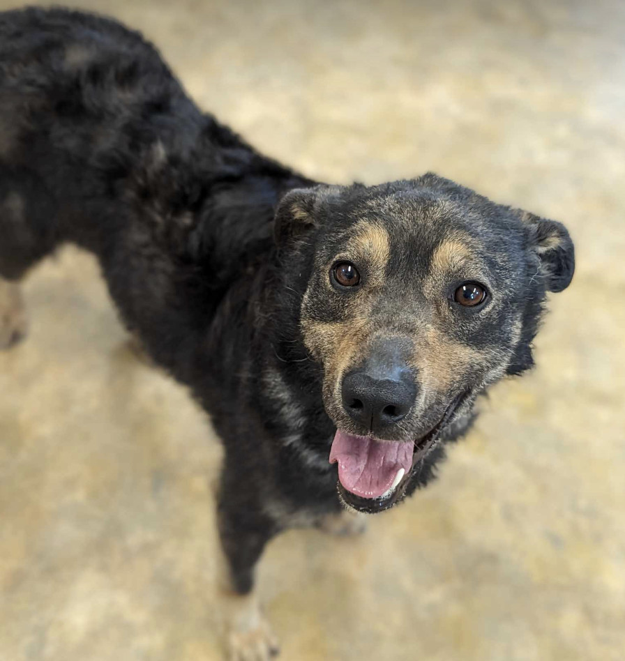 Spam, an adoptable Shepherd in Anchorage, AK, 99503 | Photo Image 1