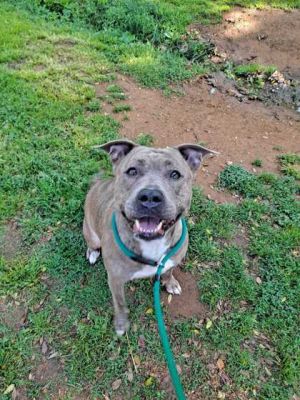 Sweet Henna is an adorable sweet potato She loves to play with her other dog friends She loves it 