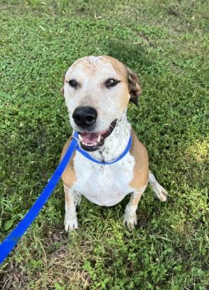 Ashanti is a sweet older hound She is easy to walk on a leash and loves to bask out in