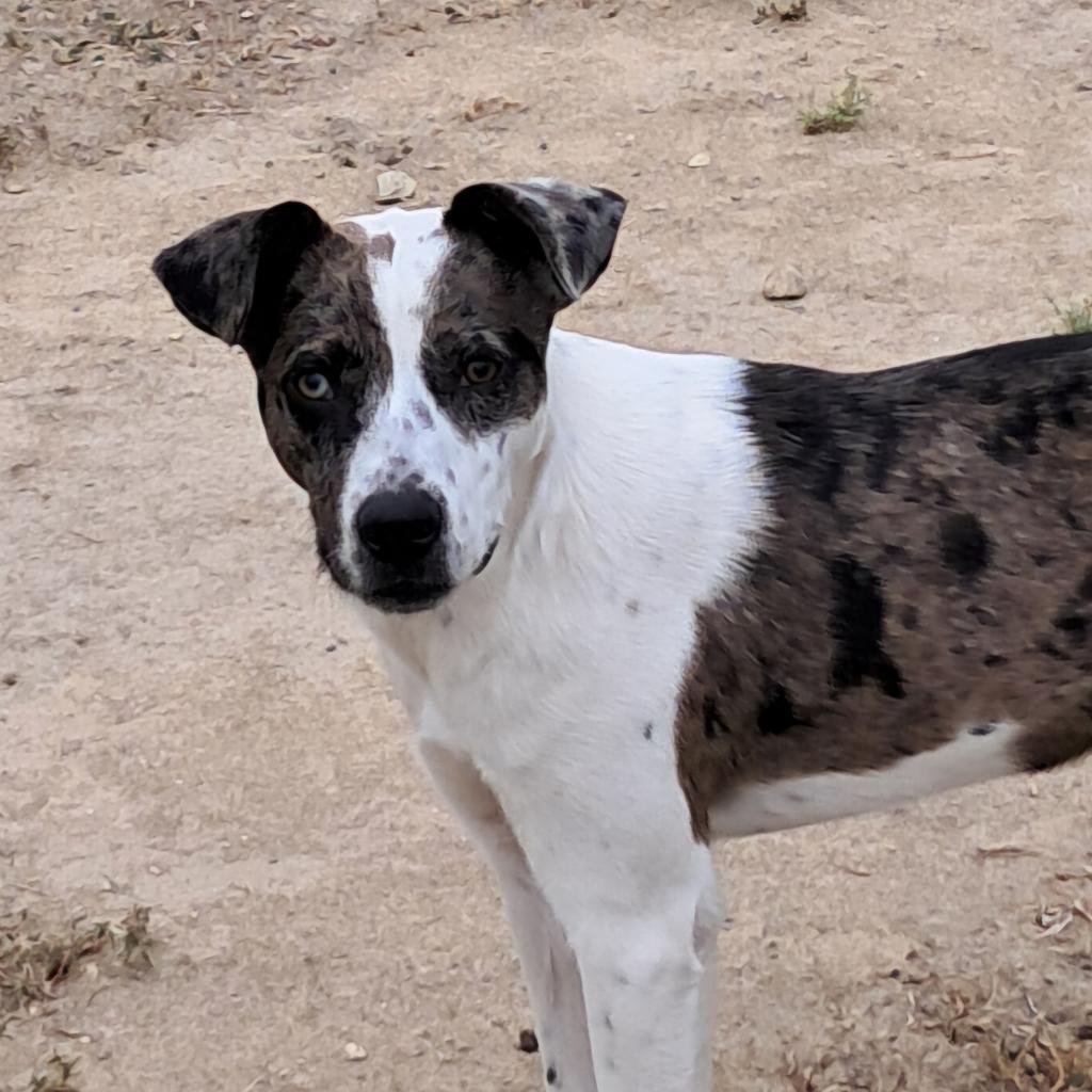 Helena JuM*, an adoptable Catahoula Leopard Dog, Whippet in Austin, TX, 78701 | Photo Image 1