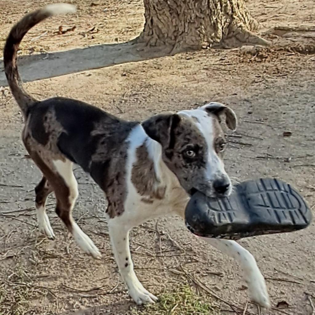 Helena JuM*, an adoptable Catahoula Leopard Dog, Whippet in Austin, TX, 78701 | Photo Image 2