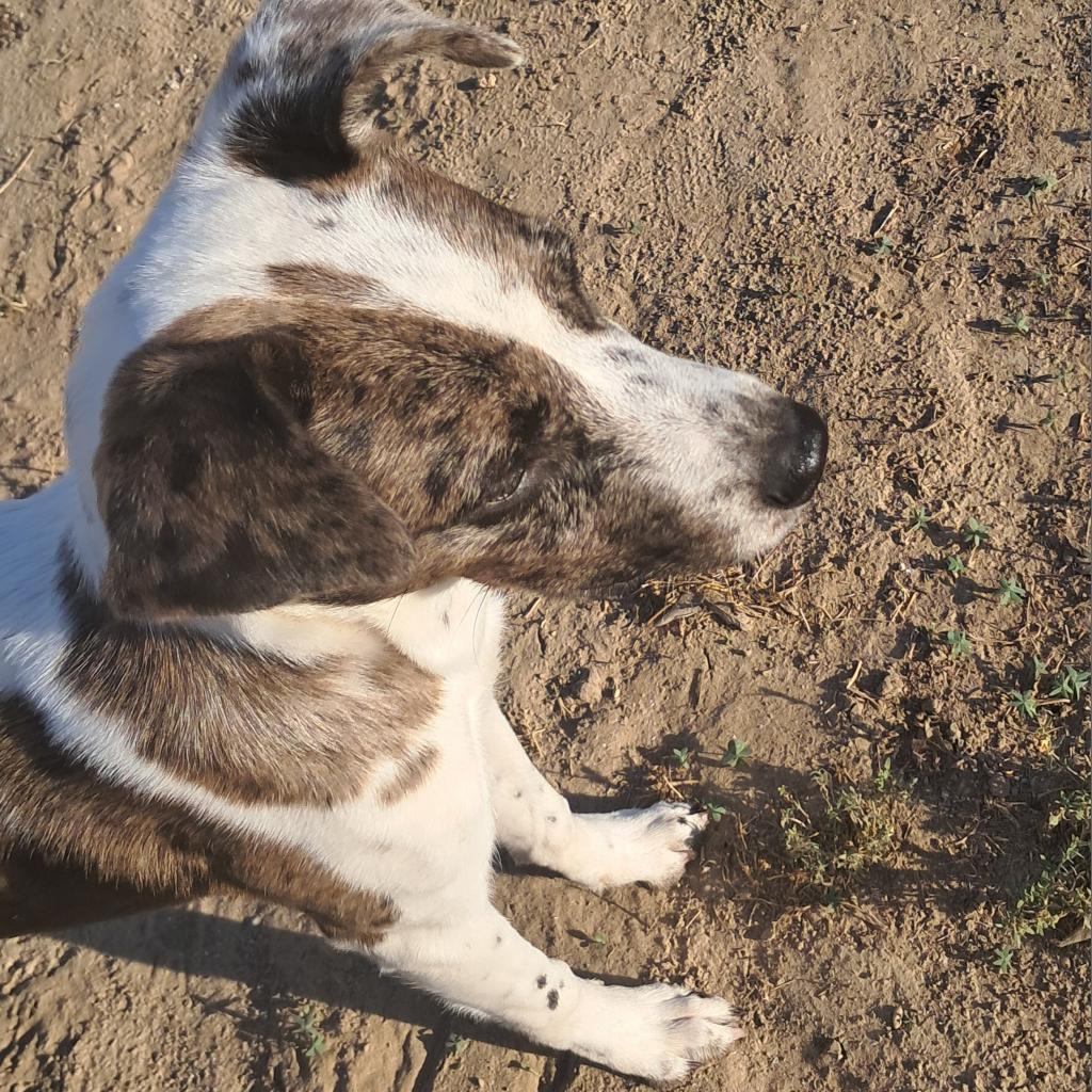 Helena JuM*, an adoptable Catahoula Leopard Dog, Whippet in Austin, TX, 78701 | Photo Image 3