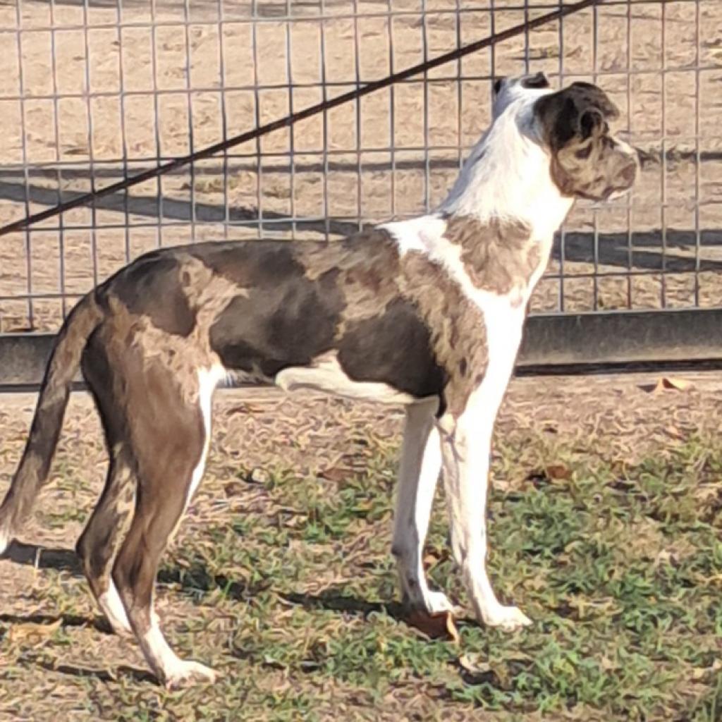 Helena JuM*, an adoptable Catahoula Leopard Dog, Whippet in Austin, TX, 78701 | Photo Image 4