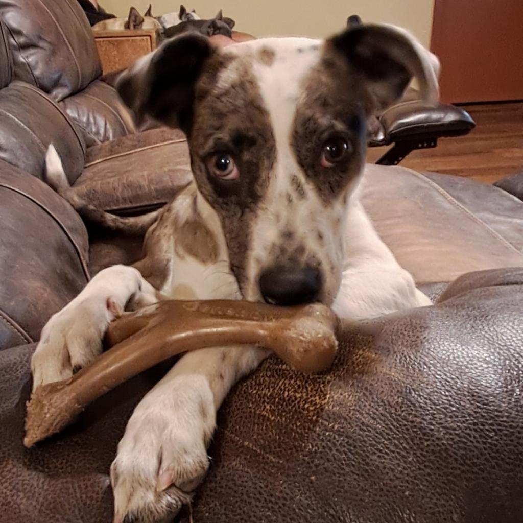 Helena JuM*, an adoptable Catahoula Leopard Dog, Whippet in Austin, TX, 78701 | Photo Image 6