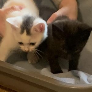 Atlas and Traveller are buddies that will melt your heart They are short haired kittens who love to
