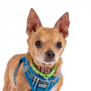 Meet Boris the delightful Chihuahua with a heart full of cheer He gets along with everyone spread
