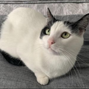 Henry Domestic Short Hair Cat