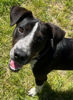 Animal Profile Henry is an estimated 55-month-old 32 lb male HoundLabTerrier mix best guess w